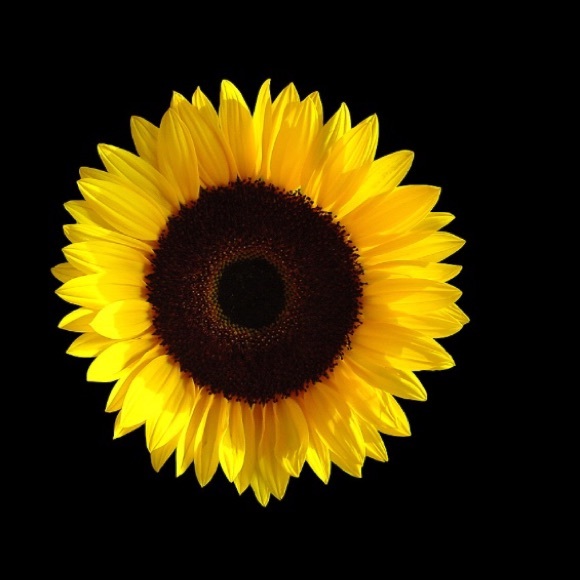 sunflowercarver